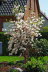 Magnolienbaum in voller Blte
