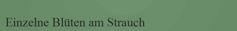 Einzelne Bl�ten am Strauch
