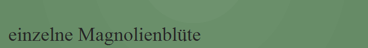 einzelne Magnolienbl�te