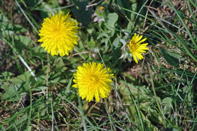 L�wenzahn auf der Wiese