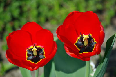 Tulpen im Sonnenlicht