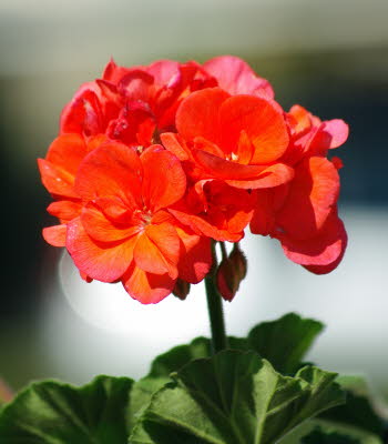 Geranienstock im Sonnenlicht