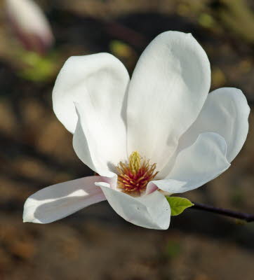 einzelne Magnolienbl�te